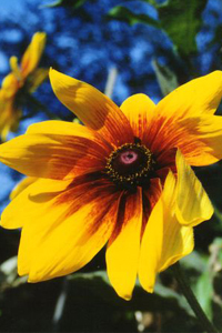 Sunflowers in July