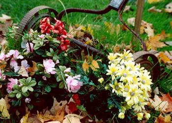 Flower Power
