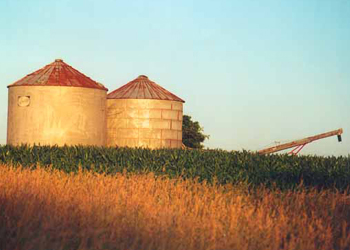 Amber Waves Of Grain  Picture #0016