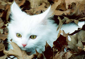 Playing In The Leaves Picture #0021