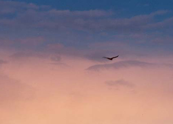 Soar Picture #0031
