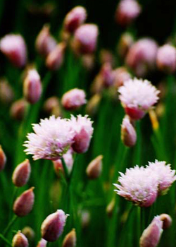 Iris Picture #0034