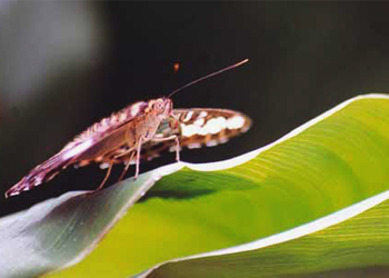 Iron Butterfly Picture #37  