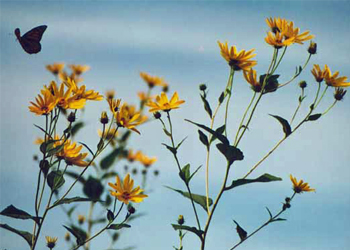 Iron Butterfly Picture #37  