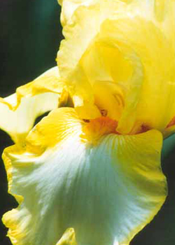 Sun lite Picture #0041