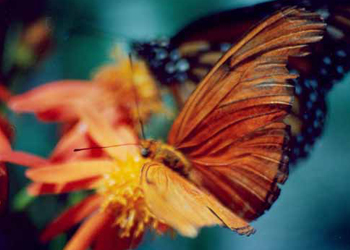Mothra Picture #0043