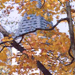 Guy's Idyllic Images