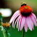 Guy's Idyllic Images