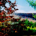 Guy's Idyllic Images