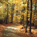 Guy's Idyllic Images