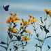 Guy's Idyllic Images