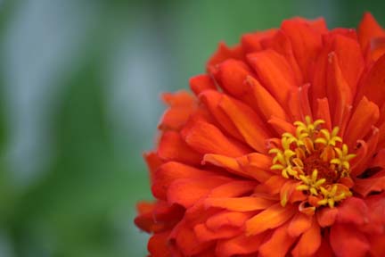 Jim and Julies Blog Flowers