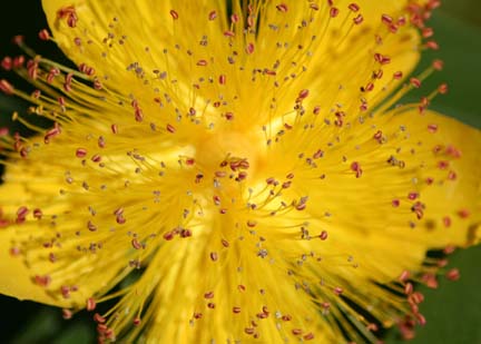Jim and Julies Blog Flowers
