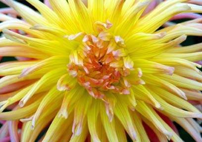 Jim and Julies Blog Flowers