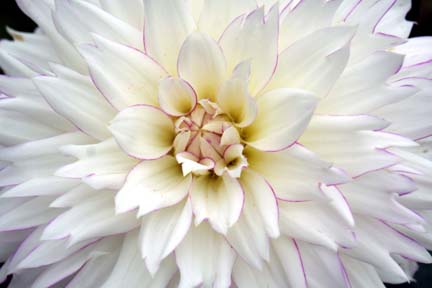 Jim and Julies Blog Flowers