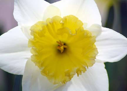 Jim and Julies Blog Flowers