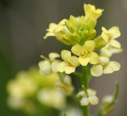 Jim and Julies Blog Flowers