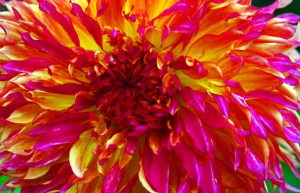 Jim and Julies Blog Flowers
