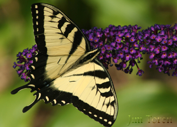 Western Tiger Swallowtail