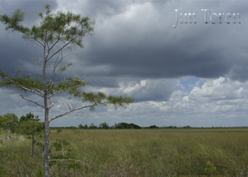 The Everglades