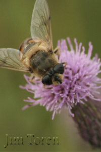 Feeding the Bee