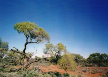 Northern Territory Australia Picture #15