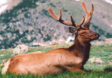 Sunbathing Rocky Mountains Picture #24