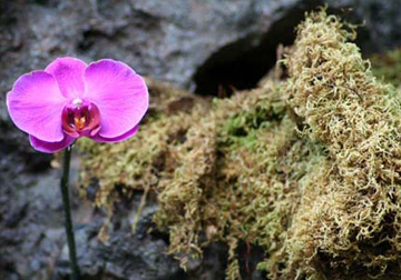 Pink Picture #25