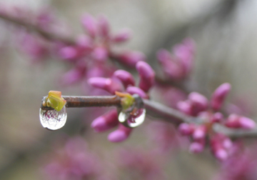 After The Rain Picture #26