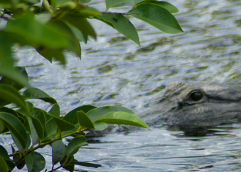 Sneaky Gator Everglades Florida Picture #32