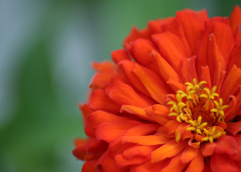 Orange Picture #33