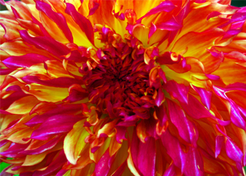 Rainbow Flower Picture #36