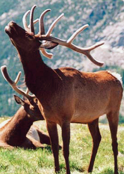 Elk Call Rocky Mountains Picture #0039
