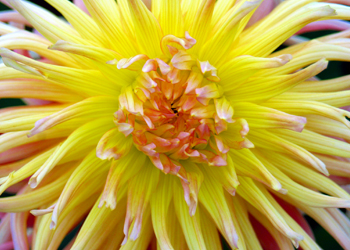 Bright  Picture #42