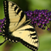 Jim's Idyllic Images