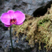 Jim's Idyllic Images