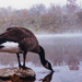 Jim's Idyllic Images