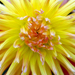 Jim's Idyllic Images