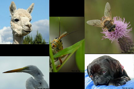 Jim Toren Photography - Wildlife